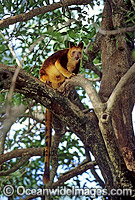 Goodfellows Tree-kangaroo (Dendrolagus goodfellowi). Rare and endangered species. Papua New Guinea.