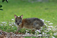 Red-necked Pademelon (Thylogale thetis) - juvenile.Coffs Harbour, New South Wales, Australia