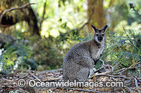 Red-necked Wallaby (Macropus rufogriseus rufogriseus). A sub-species of the mainland Red-necked Wallaby. Also known as Bennett's Wallaby. Found in eucalypt forest and coastal heathland areas of Tasmania, Australia.