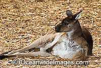 Kangaroo Island Kangaroo (Macropus fuliginosus fuliginosus) - female. A sub-species of the Western Grey Kangaroo. Found on Kangaroo Island, South Australia, Australia