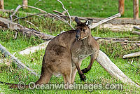 Kangaroo Island Kangaroo (Macropus fuliginosus fuliginosus) - male. A sub-species of the Western Grey Kangaroo. Found on Kangaroo Island, South Australia, Australia