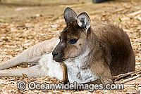 Kangaroo Island Kangaroo (Macropus fuliginosus fuliginosus) - female. A sub-species of the Western Grey Kangaroo. Found on Kangaroo Island, South Australia, Australia