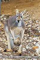 Red Kangaroo (Macropus rufus) - young male. Found in open woodland, grassland and desert over most of central and western Australia.