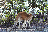 Red Kangaroo (Macropus rufus) - male. Found in open woodland, grassland and desert over most of central and western Australia.