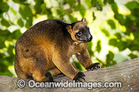 Lumholtz's Tree-kangaroo (Dendrolagus lumholtzi). Also known as Boongary or Marbi. Rare species. Cape York Peninsula, Australia
