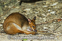 Red-legged Pademelon (Thylogale stigmatica). Found in rainforest and wet eucalypt forests of north-eastern New South Wales and Queensland, Australia