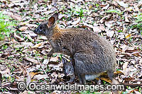 Red-necked Pademelon (Thylogale thetis) - mother with joey in pouch. Found inhabiting rainforests and wet eucalypt forests of south-eastern Qld and eastern NSW, Australia. Photo taken Lamington National Park, Queensland, Australia.