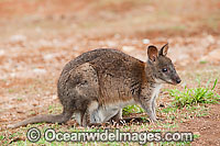 Red-necked Pademelon (Thylogale thetis). Found inhabiting rainforests and wet eucalypt forests of south-eastern Qld and eastern NSW, Australia. Photo taken Lamington National Park, Queensland, Australia.