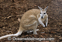 Northern Nailtail Wallaby (Onychogalea unguifera). Also known as Organ-grinder, Karrabul and Sandy Nailtail. Open woodland of Northern Australia