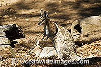 Bridled Nailtail Wallaby (Onychogalea fraenata). A species that once ranged widely, but now only found in open eucalypt and brigalow forests in a small area of central Queensland, Australia. Clasified Endangered on the IUCN Red List.