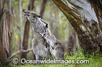 Eastern Grey Kangaroo (Macropus giganteus), mother with joey scratching. Mornington Peninsula, Victoria, Australia.