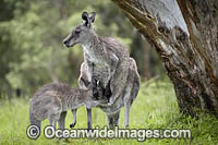 Eastern Grey Kangaroo (Macropus giganteus), joey drinking milk from milk gland inside the mothers pouch. Mornington Peninsula, Victoria, Australia.