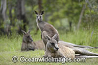 Eastern Grey Kangaroos (Macropus giganteus). Mornington Peninsula, Victoria, Australia.