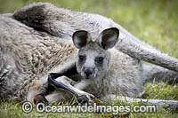 Eastern Grey Kangaroo (Macropus giganteus), mother resting with joey in pouch. Mornington Peninsula, Victoria, Australia.