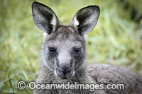 Eastern Grey Kangaroo (Macropus giganteus). Mornington Peninsula, Victoria, Australia.