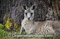Eastern Grey Kangaroo (Macropus giganteus). Mornington Peninsula, Victoria, Australia.