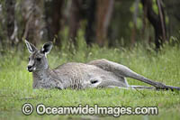 Eastern Grey Kangaroo (Macropus giganteus), female. Mornington Peninsula, Victoria, Australia.