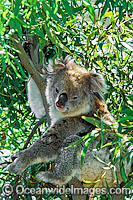 Koala (Phascolarctos cinereus). Australia