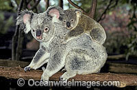 Koala (Phascolarctos cinereus) - mother with cub. Australia