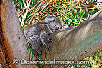 Koala (Phascolarctos cinereus) - sleeping on a eucalypt gum tree forked branch. Australia