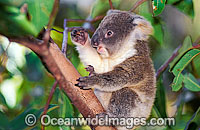 Baby Koala (Phascolarctos cinereus) in gum tree. Australia