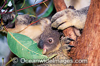Baby Koala (Phascolarctos cinereus) eating gum tree leaf. Australia