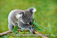 Koala (Phascolarctos cinereus) on a eucalypt gum tree branch. Australia