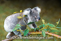 Koala (Phascolarctos cinereus) on a eucalypt gum tree branch. Australia