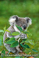 Koala (Phascolarctos cinereus) eating eucalypt gum tree leaves. Australia