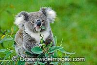 Koala (Phascolarctos cinereus) eating eucalypt gum tree leaves. Australia