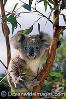 Koala (Phascolarctos cinereus) in a eucalypt gum tree. Australia