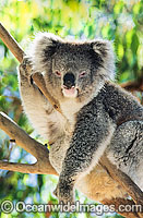 Koala (Phascolarctos cinereus). Victoria, Australia