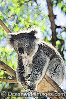 Koala (Phascolarctos cinereus). Victoria, Australia