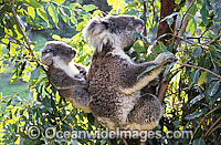 Koala (Phascolarctos cinereus) - mother with cub. New South Wales, Australia