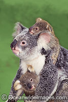 Koala (Phascolarctos cinereus) - unusual photo of a mother with two cubs. Brisbane, Queensland, Australia