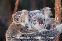 Koala (Phascolarctos cinereus) - mother with cub. Brisbane, Queensland, Australia