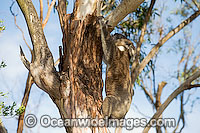 Koala (Phascolarctos cinereus) - climbing a eucalypt gum tree. Phillip Island, Victoria, Australia