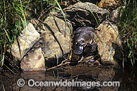 Duck-billed Platypus (Ornithorhynchus anatinus) entering stream from burrow entrance. Platypus are monotremes (egg laying mammals). The male Platypus has venomous spurs located on the inside of their hind legs. Dandenong Ranges, Victoria, Australia