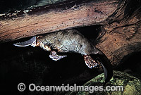 Duck-billed Platypus (Ornithorhynchus anatinus) in rainforest stream. Platypus are monotremes (egg laying mammals). The male Platypus has venomous spurs located on the inside of their hind legs capable of injuring humans and killing animals. Australia