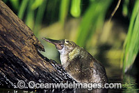 Duck-billed Platypus (Ornithorhynchus anatinus) resting on submerged log. Platypus are monotremes (egg laying mammals). The male Platypus has venomous spurs located on the inside their hind legs capable of injuring humans and killing animals. Australia