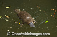 Duck-billed Platypus (Ornithorhynchus anatinus), in rainforest stream. Platypus are monotremes (egg laying mammals). Male Platypus has venomous spurs located on inside of their hind legs capable of injuring humans and killing animals. Tasmania, Australia.