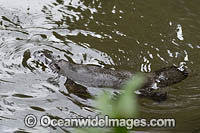 Duck-billed Platypus (Ornithorhynchus anatinus). Photo taken in Orara River, west of Coffs Harbour, New South Wales, Australia. Platypus are monotremes (egg laying mammals).