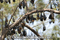 Grey-headed Flying-fox (Pteropus poliocephalus) - colony. Also known as Fruit Bat, Grey-headed Wing-foot and Megabat. Woolgoolga, NSW, Australia. Listed as Vulnerable species.