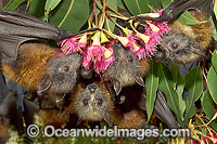 Grey-headed Flying-foxes (Pteropus poliocephalus) - feeding on pollen and flower of Eucalypt Flowering Gum tree. Also known as Fruit Bat, Grey-headed Wing-foot and Megabat. Coffs Harbour, NSW, Australia. Listed as Vulnerable species.
