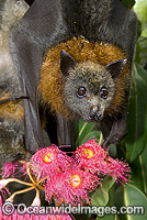 Grey-headed Flying-fox (Pteropus poliocephalus) - feeding on pollen and flower of Eucalypt Flowering Gum tree. Also known as Fruit Bat, Grey-headed Wing-foot and Megabat. Coffs Harbour, NSW, Australia. Listed as Vulnerable species.