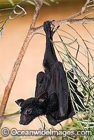 Black Flying-fox (Pteropus alecto) - juvenile. Also known as Fruit Bat, Fury Wing-foot and Megabat. Found throughout coastal tropical Australia, also from Sulawesi to New Guinea. Vulnerable Species.