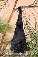 Black Flying-fox (Pteropus alecto) - juvenile. Also known as Fruit Bat, Fury Wing-foot and Megabat. Found throughout coastal tropical Australia, also from Sulawesi to New Guinea. Vulnerable Species.