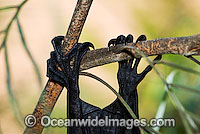 Black Flying-fox (Pteropus alecto) - detail of clawed toes clasping a branch. Also known as Fruit Bat, Fury Wing-foot and Megabat. Found throughout coastal tropical Australia, also from Sulawesi to New Guinea. Vulnerable Species.