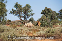 Feral Camels (Camelus dromedarius), photographed in outback north western New South Wales, Australia. Camels were imported to Australia in the 19th century during the colonisation of central & western Australia for transport, later released into the wild.