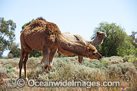 Feral Camels (Camelus dromedarius), photographed in outback north western New South Wales, Australia. Camels were imported to Australia in the 19th century during the colonisation of central & western Australia for transport, later released into the wild.